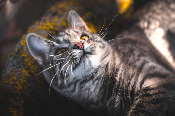 Relaxed tabby cat resting on cozy blanket with soft sunlight and serene expression.