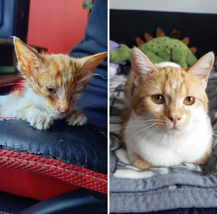 Before and after cat rescue transformation showing kitten to healthy adult cat.