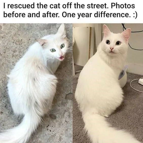 Before and after one-year rescue transformation of a white street cat.