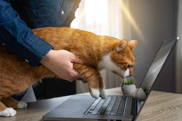 Person lifting orange tabby cat onto laptop in cozy home office with plants and natural light.