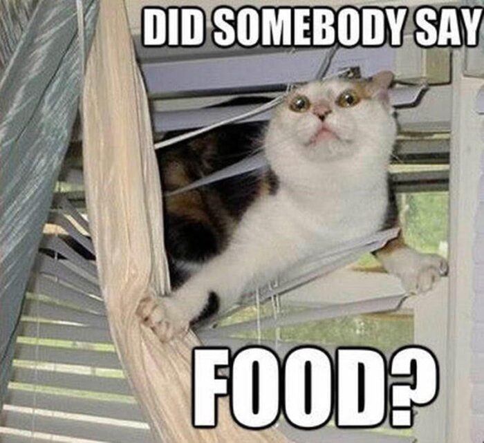 Funny cat entangled in blinds, looking surprised with caption about food obsession.