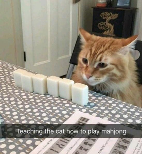 Cute orange cat sitting at a table with mahjong tiles in a cozy home setting.