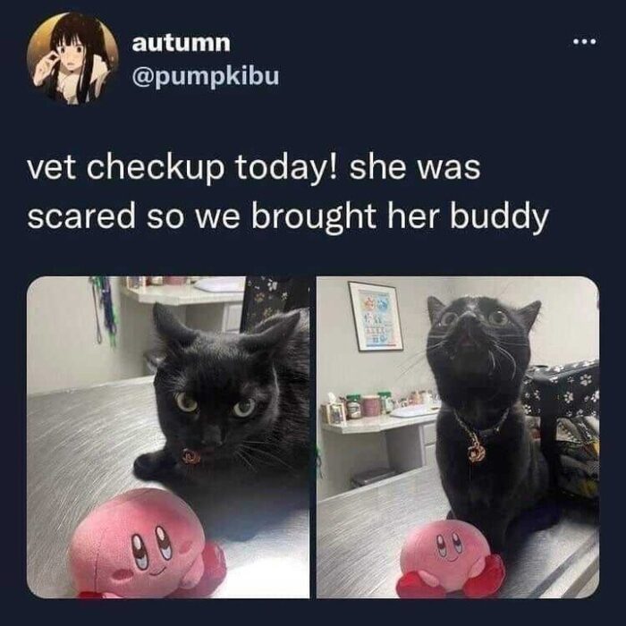 Black cat at the vet with Kirby plush for comfort during checkup.