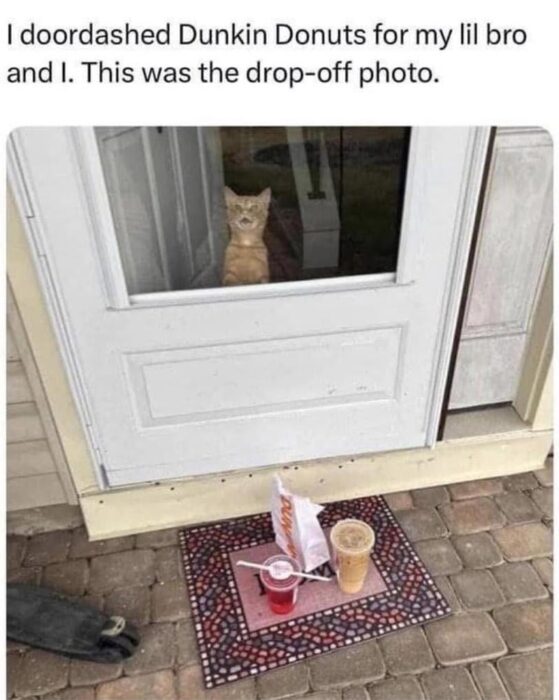 Curious orange tabby cat watching DoorDash delivery on cozy porch with colorful mosaic mat and drinks.
