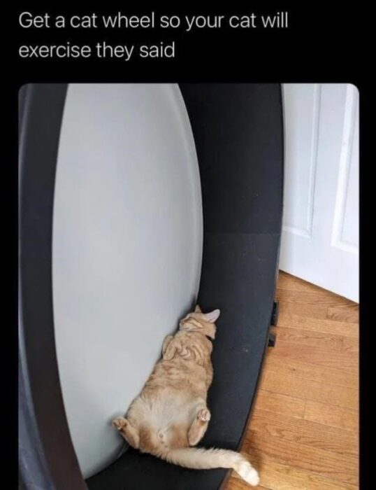 Lazy orange tabby cat relaxing inside a large indoor exercise cat wheel.