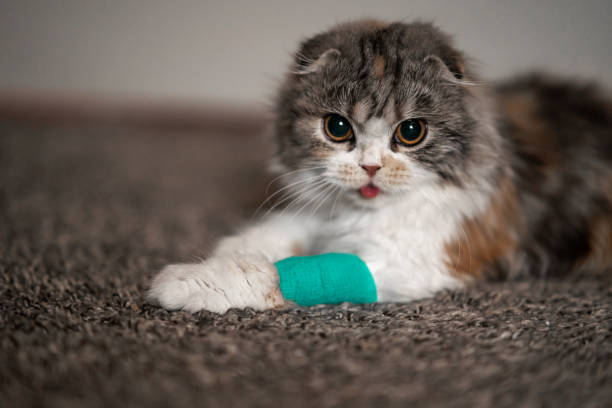 Fluffy calico cat with turquoise bandaged paw resting on soft carpet.