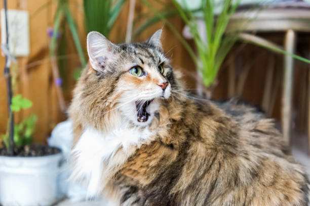 Beautiful fluffy cat with green eyes, wide-mouthed expression, relaxing indoors among potted plants.