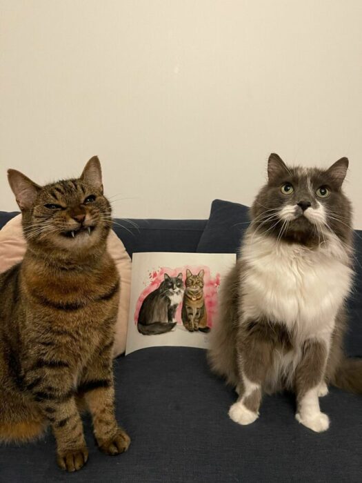 Two cozy cats on plush sofa with tabby and gray fur, beside pink pillow and artwork.