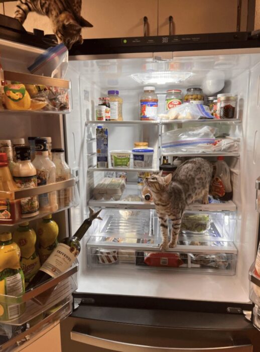 Playful cats exploring inside an open refrigerator filled with food and kitchen supplies.