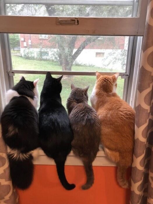 Four curious cats sitting on a windowsill overlooking a lush outdoor scene.