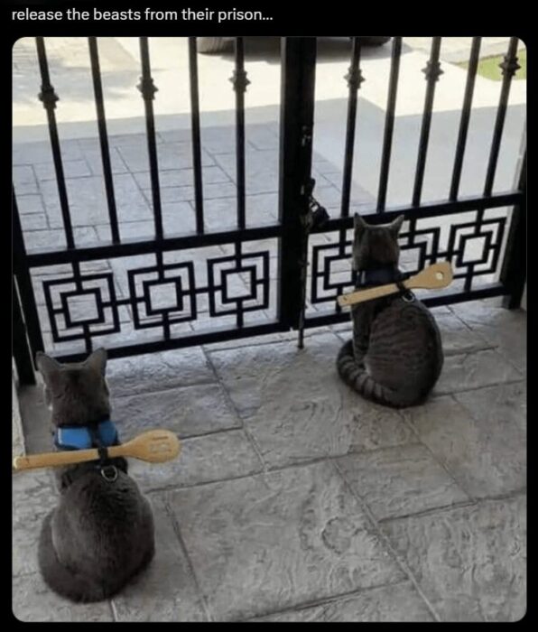 Two gray tabby cats with blue collars holding wooden spoons behind decorative gate.