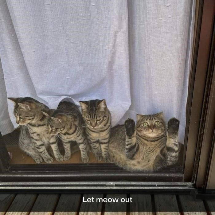 Four curious cats behind a glass door, with one pleading to go outside.