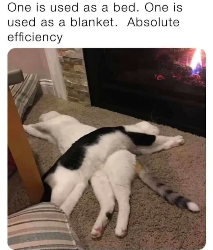 Two cozy cats cuddling by the warm fireplace on a soft carpet at home.