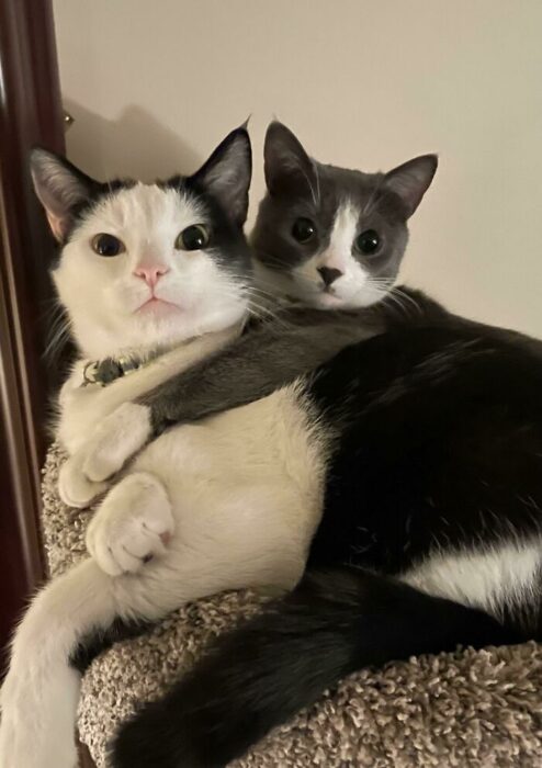 Two cozy cats snuggling together on a soft, comfortable perch.