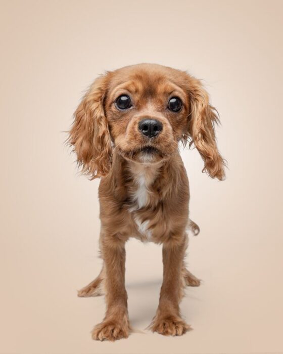 Cute Cavalier King Charles Spaniel dog with expressive eyes and wavy brown fur.