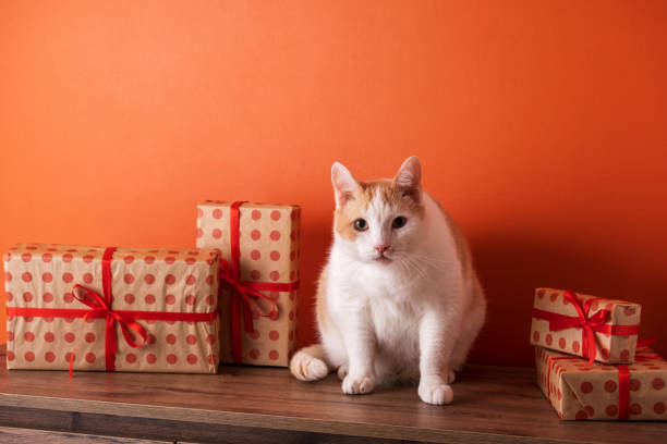 Cute white and orange cat with festive wrapped gifts on rustic wooden shelf.