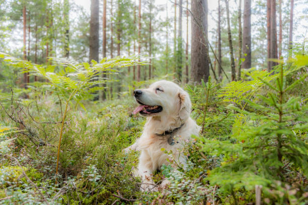 Golden retriever relaxing in peaceful forest undergrowth with lush greenery and dappled sunlight.