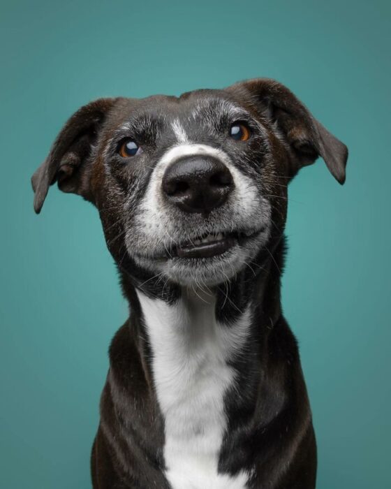 Black and white dog with expressive eyes on a turquoise background.