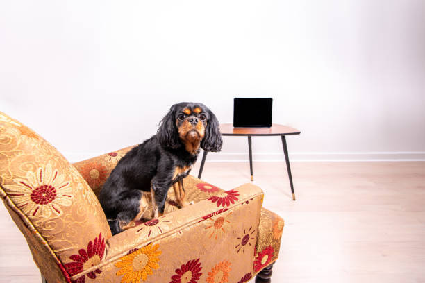 Cute Cavalier King Charles Spaniel sitting on floral armchair with modern side table and tech device.