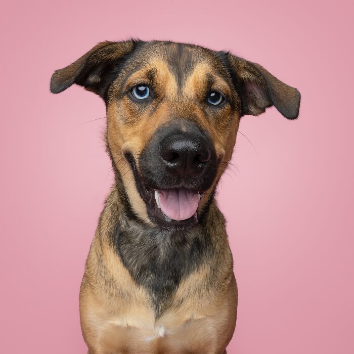 Playful tan dog with bright blue eyes smiling against pink background.