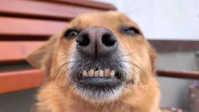 Happy golden retriever dog smiling with a relaxed face outdoors on a wooden bench.