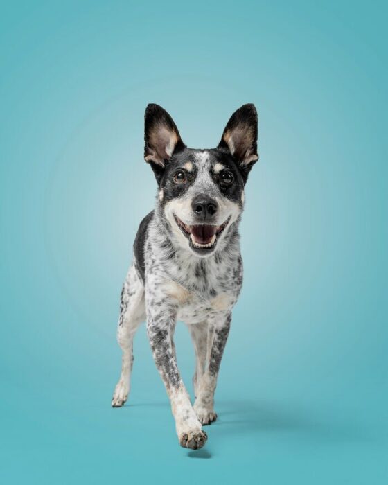 Playful dog with black and white coat, bright eyes, and energetic pose on vibrant turquoise background.