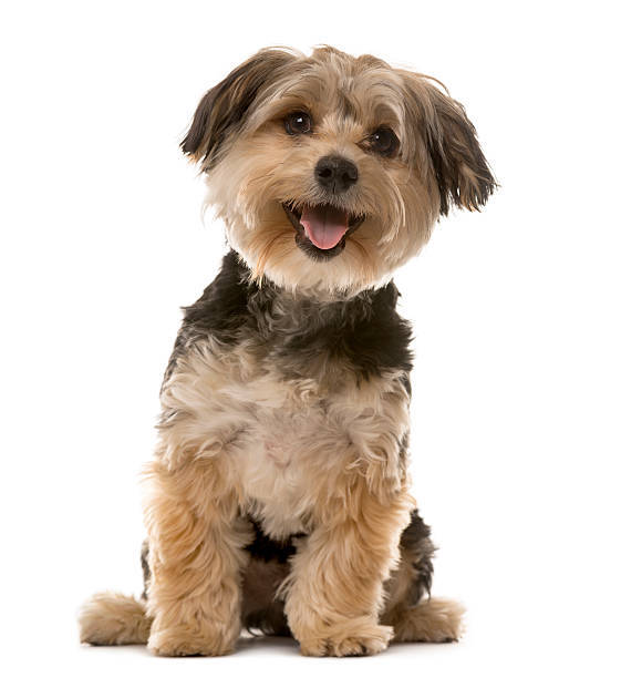 Cute small dog with fluffy black, tan, and white fur, expressive eyes, and cheerful personality.