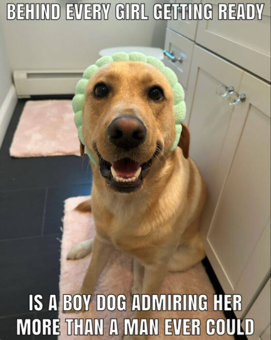 Cheerful Labrador mix dog with mint-green bubble hairband in modern bathroom setting.