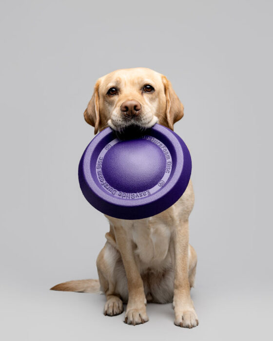 Golden Labrador Retriever holding a purple frisbee, ready for outdoor play.