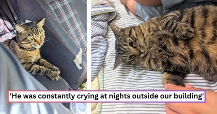 Rescued tabby cats journey from stray crying outdoors to loving home comfort.