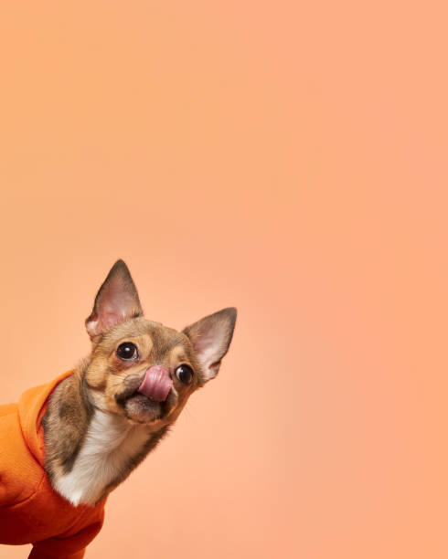 Small Chihuahua dog wearing orange hoodie on peach background, licking nose playfully.