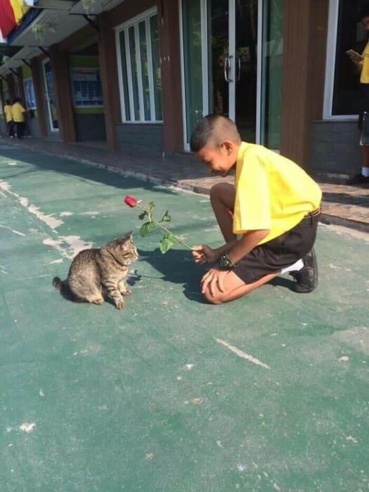 Young boy offers a red rose to a curious tabby cat on playground pavement.