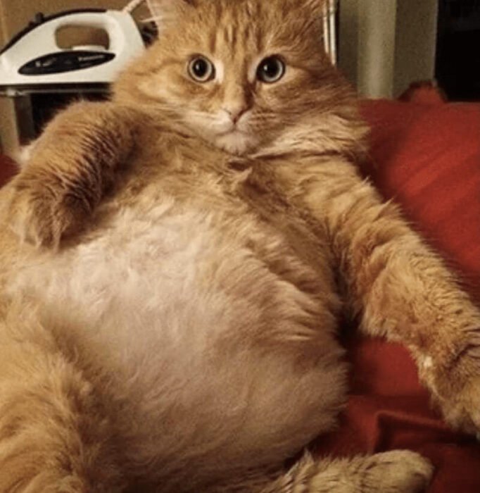 Chubby orange cat lounging on red surface with cute, curious expression and fluffy fur.