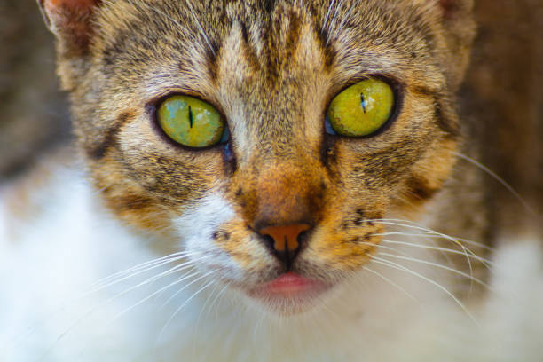 Close-up of a tabby cat’s vivid green eyes and soft, striped fur.