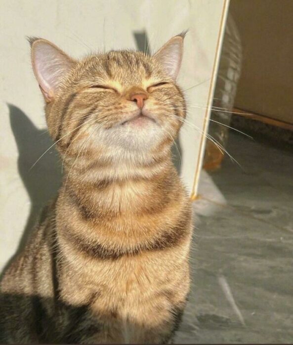 Tabby cat relaxing in warm sunlight indoors with soft brown striped fur.
