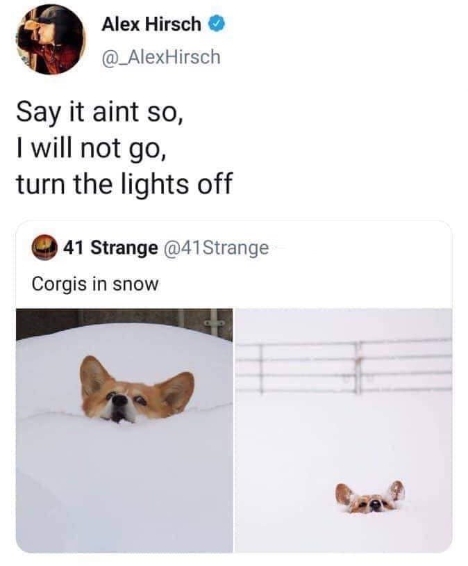 Playful corgis partially buried in snow with funny winter expressions and a humorous Alex Hirsch tweet.