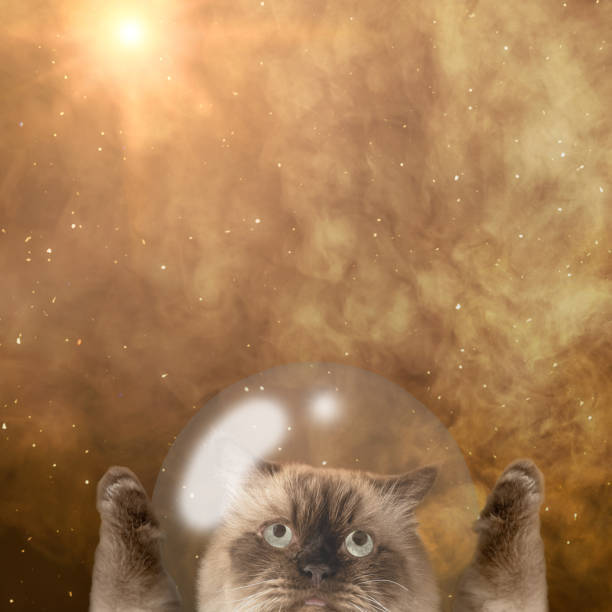 Cute cosmic cat inside a floating bubble amidst a vibrant space scene.