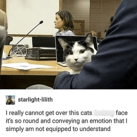 Cute courtroom cat on lap with humorous, round face and serious courtroom setting.