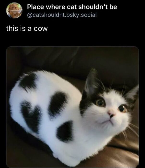Cat with cow-like black and white fur pattern relaxing on dark leather sofa.