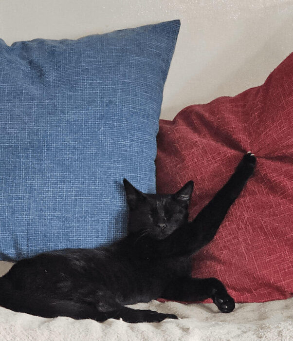 Black cat relaxing on colorful pillows in cozy living room scene.