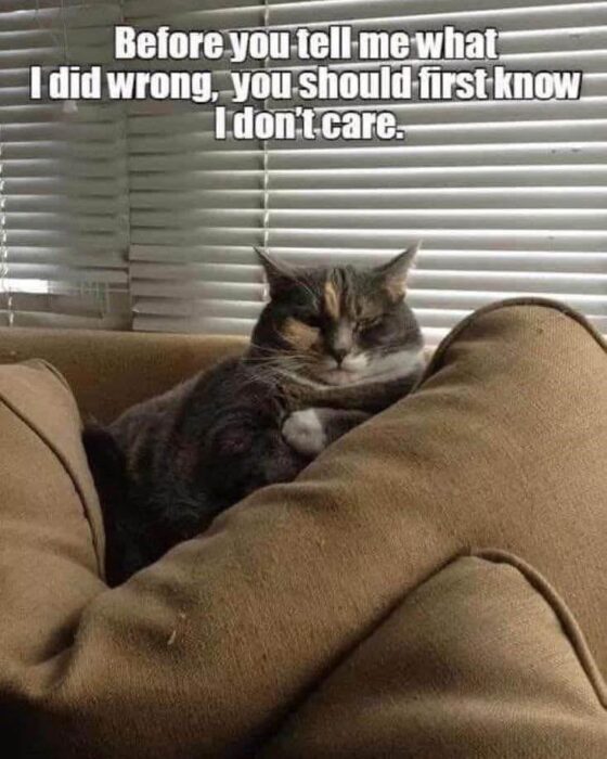 Relaxed gray and calico cat lounging on sofa with humorous I dont care caption.