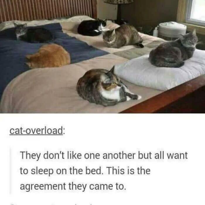 Multiple cats lounging peacefully on a cozy bed with blankets and colorful pillows.