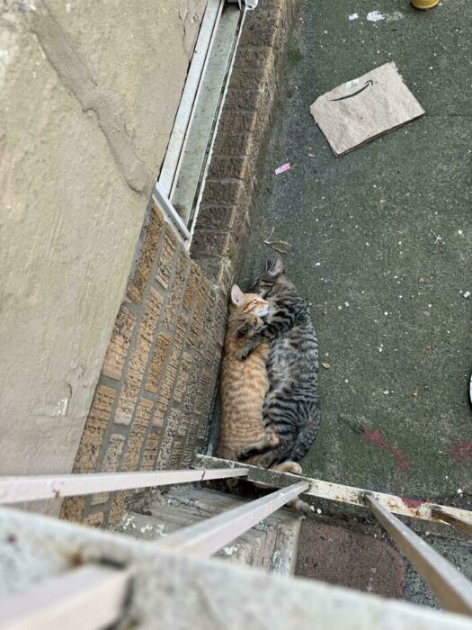 Two cuddling cats resting near a brick wall in an urban yard.