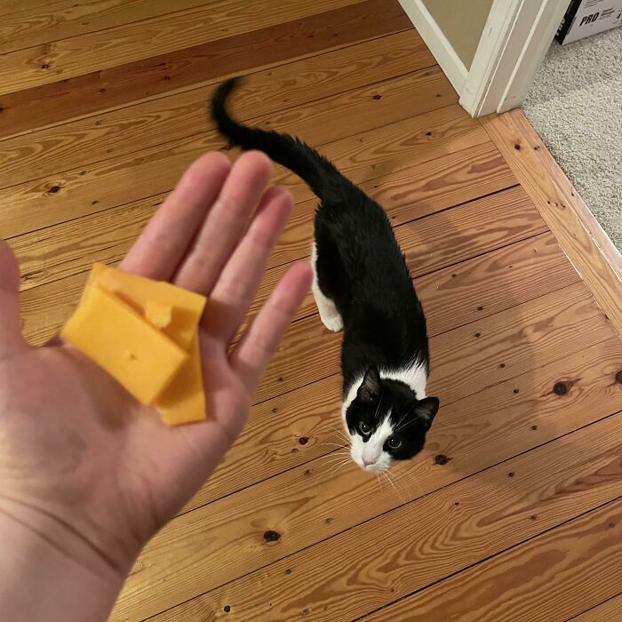 Cozy Cat Cheddar Treat Indoor Scene