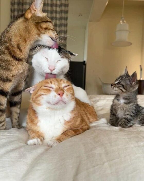 Adorable cats sharing affection and warmth on a cozy bed in a peaceful, inviting setting.