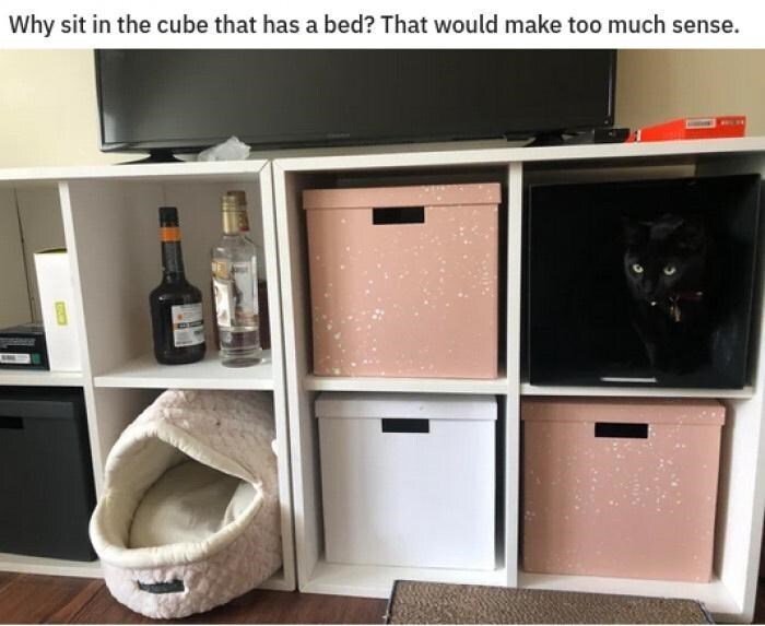 Cute black cat hiding in storage cubby of modern living room shelving unit.