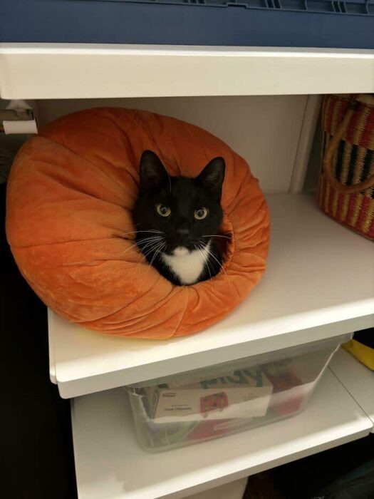 Cute black and white cat resting in a plush pumpkin-shaped bed on a white shelf.