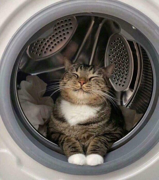 Cute tabby cat relaxing inside washing machine drum with laundry, showcasing playful feline behavior.