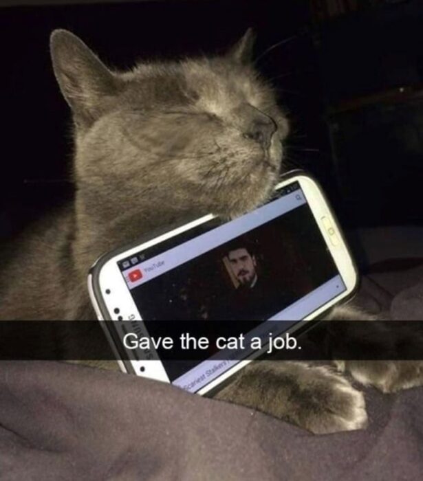 Cozy gray cat relaxing on bed with smartphone watching YouTube video.