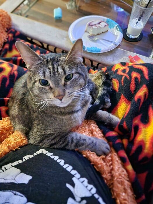 Tabby cat on lap with flame blanket, skull shirt, and dessert in cozy home setting.